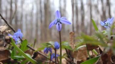 Bahar ormanında kar damlaları