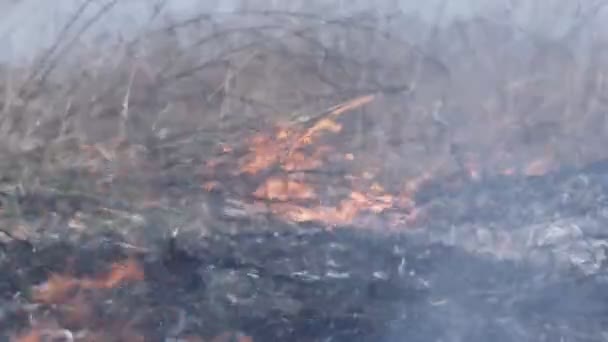 Un feu d'herbe sèche est à Steppe 