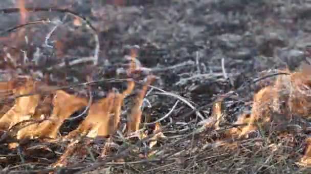 Ein Feuer aus trockenem Gras in der Steppe — Stockvideo