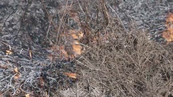 Un fuoco di erba secca è in steppa — Video Stock