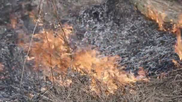 Un fuoco di erba secca è in steppa — Video Stock