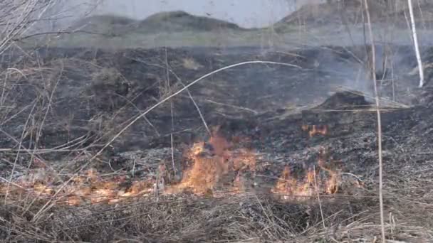 Un fuego de hierba seca está en Steppe — Vídeo de stock