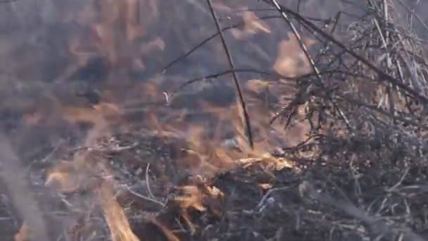 Um fogo de grama seca está na estepe — Vídeo de Stock