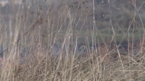Un feu d'herbe sèche est à Steppe 