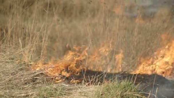 Un feu d'herbe sèche est à Steppe 
