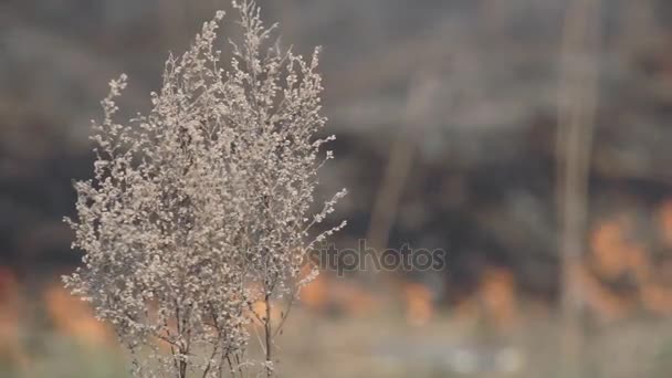Un fuego de hierba seca está en Steppe — Vídeos de Stock