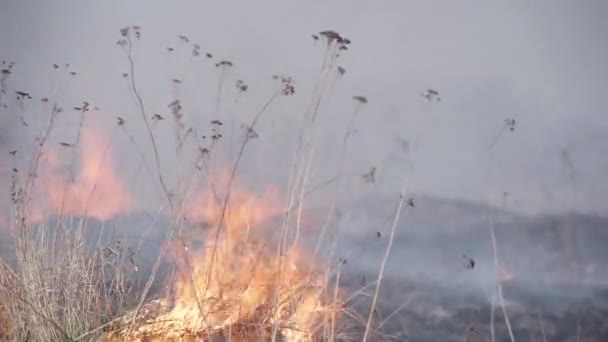 Požár suché trávy je v stepi — Stock video
