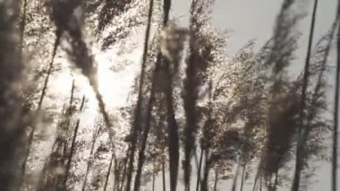 Yüksek bir baston Rüzgar sallıyor