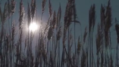 Yüksek bir baston Rüzgar sallıyor