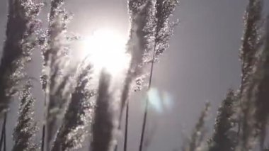 Yüksek bir baston Rüzgar sallıyor