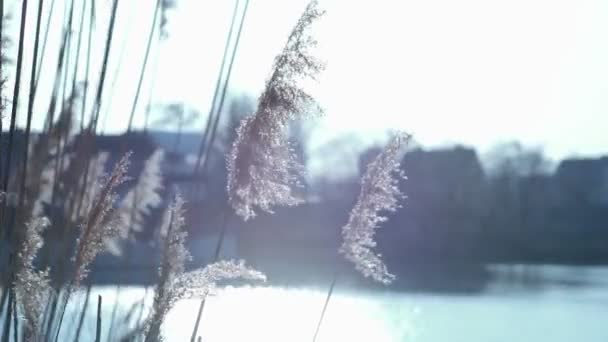 Ο άνεμος κουνάει ένα υψηλό από ζαχαροκάλαμο — Αρχείο Βίντεο