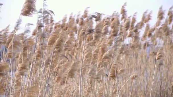 Ветер трясет высокой тростью — стоковое видео