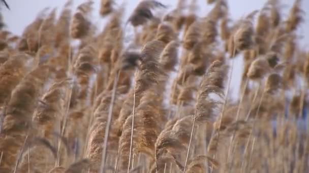 El viento sacude un bastón alto — Vídeos de Stock