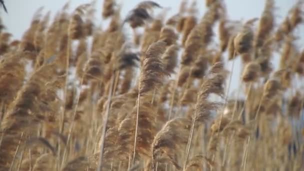 Ветер трясет высокой тростью — стоковое видео