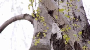 Yeşil huş ağacı dalları