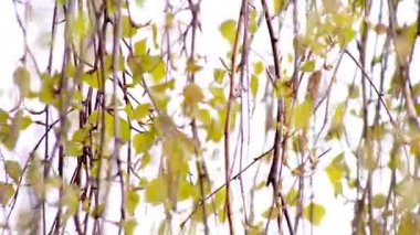 Yeşil huş ağacı dalları