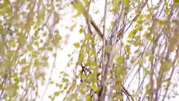 绿色的白桦树枝 — 图库视频影像