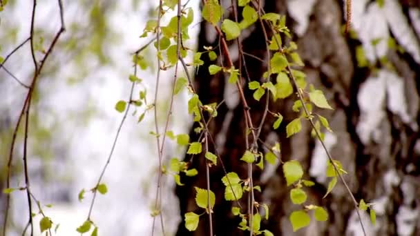 Green Birch branches — Stock Video