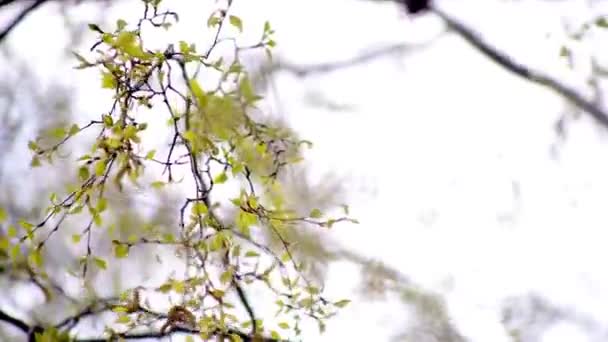 Gałęzie brzozy zielony — Wideo stockowe