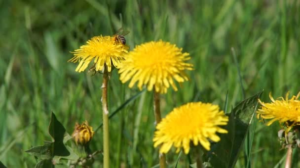 La abeja recoge polen — Vídeos de Stock