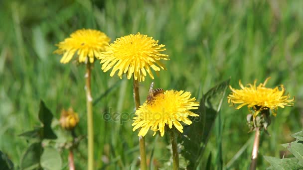 La abeja recoge polen — Vídeos de Stock