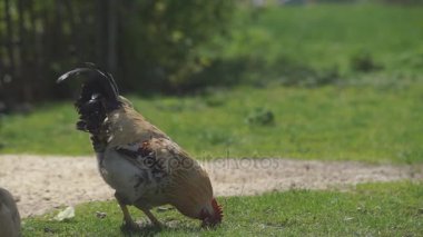 Yeşil çayır üzerinde tavuk