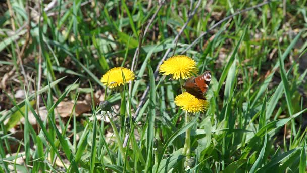 Mariposa en la flor amarilla — Vídeos de Stock