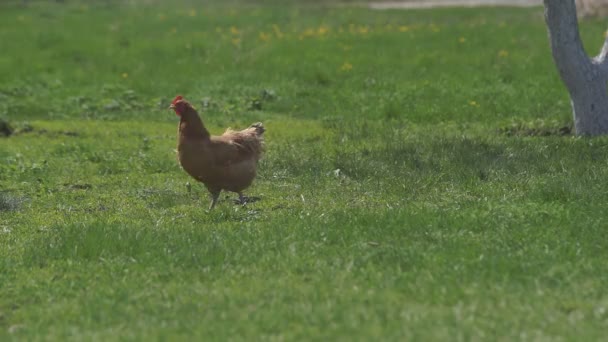 Poulet sur la prairie verte 