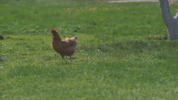 Kyckling på den gröna ängen — Stockvideo