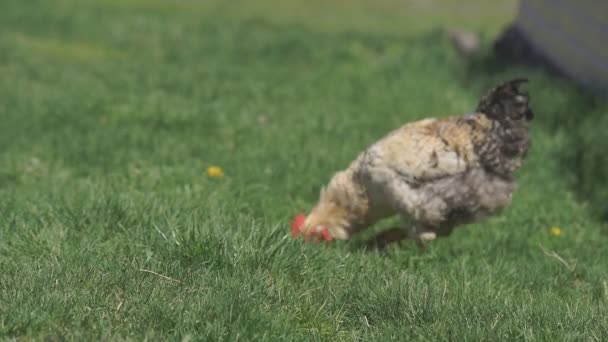 Hühner auf der grünen Wiese — Stockvideo