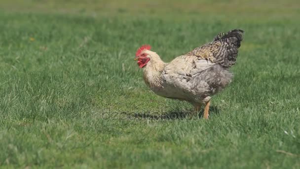 Hühner auf der grünen Wiese — Stockvideo