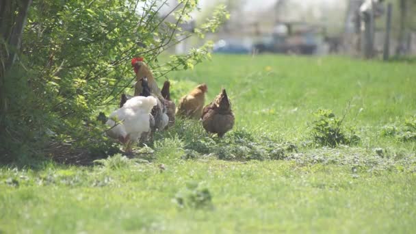 Chicken on the Green Meadow — Stock Video