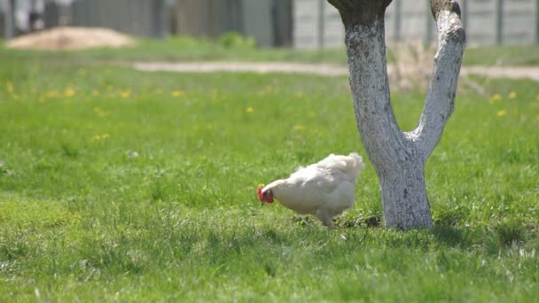 Kurczak na zielony łąka — Wideo stockowe