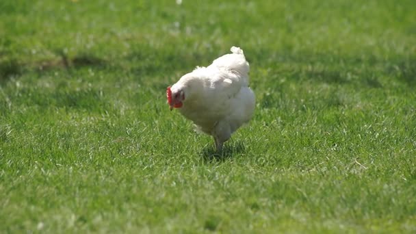 Chicken on the Green Meadow — Stock Video