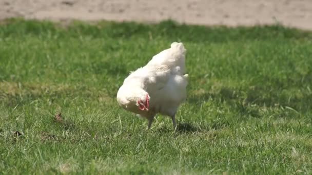 Poulet sur la prairie verte 