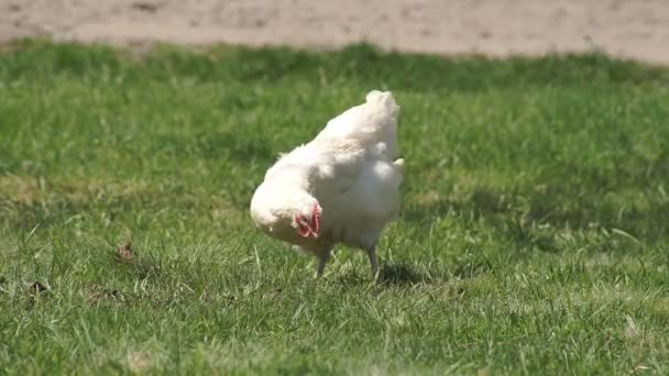 Pollo en el prado verde — Vídeo de stock