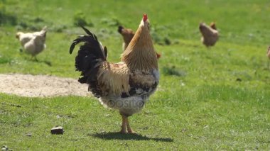 Yeşil çayır üzerinde tavuk