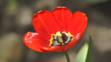 Tulip bahar çiçeği