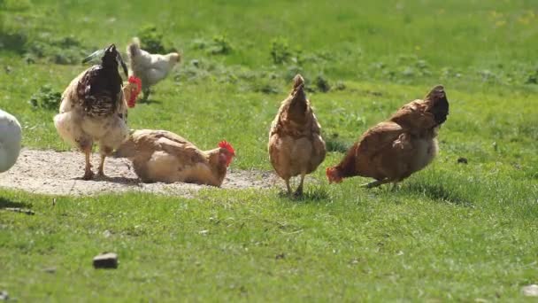 녹색 풀밭에 닭 — 비디오