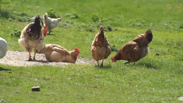 Frango no prado verde — Vídeo de Stock