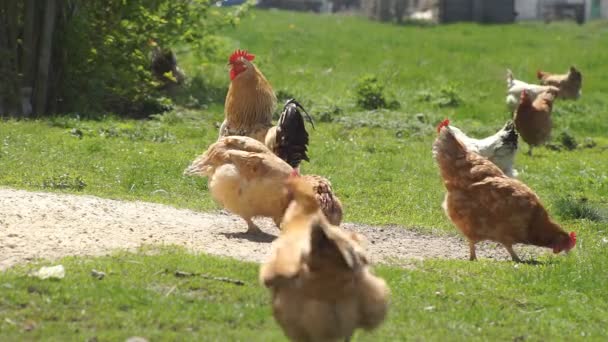 Курица на зеленом лугу — стоковое видео
