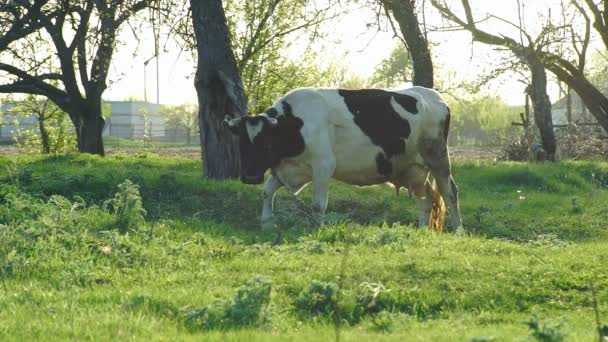 Mucca al pascolo nel prato — Video Stock