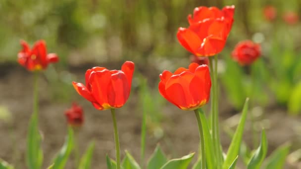 Blomma av tulpan på våren — Stockvideo