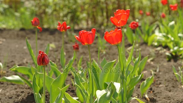 Blomma av tulpan på våren — Stockvideo