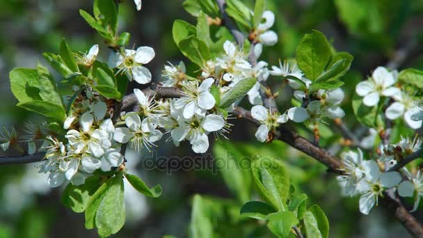 Floração de árvores na primavera — Vídeo de Stock