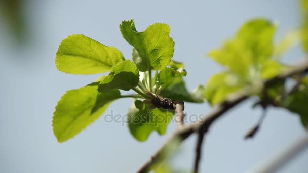 Bloeiende bomen in het voorjaar van — Stockvideo