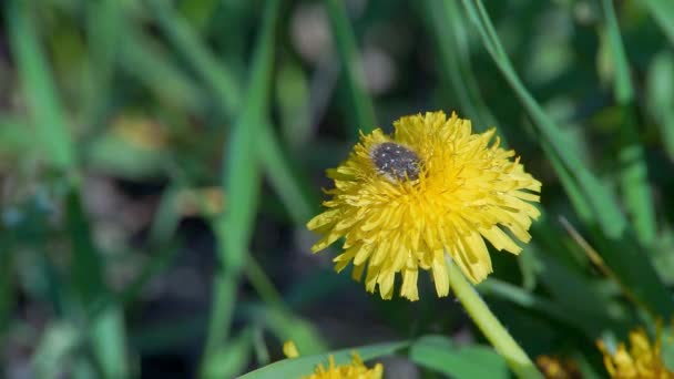 Puisse le scarabée sur la fleur jaune — Video