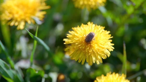 Μαΐου σκαθάρι στο κίτρινο λουλούδι — Αρχείο Βίντεο