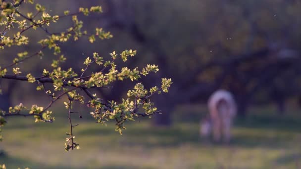 I rami dell'albero di primavera — Video Stock