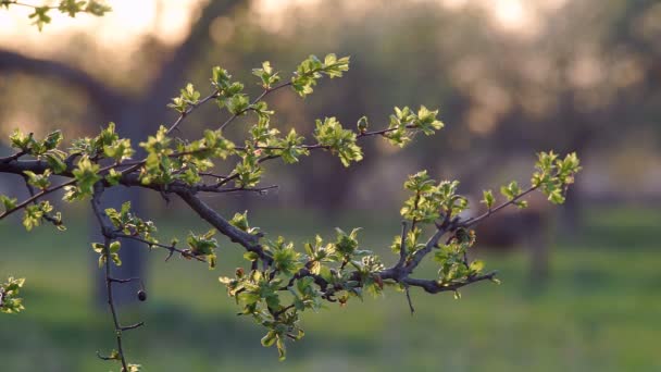 Os ramos da Árvore da Primavera — Vídeo de Stock